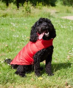 Foggyshore.shop625178b7f4 1