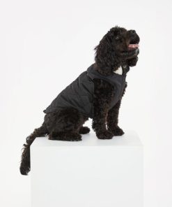 Foggyshore.shop9e598d7513 1